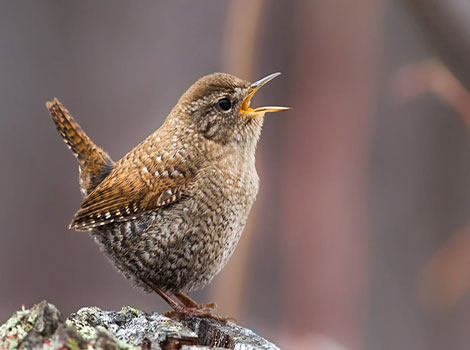 Winter Wren perched on branch with upright tail