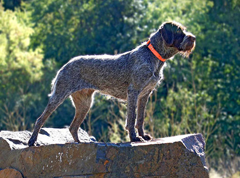 Wirehaired Pointing Griffon with bristly coat and hunting skills