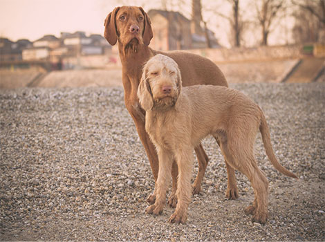 Wirehaired Vizsla with wiry coat and energetic demeanor