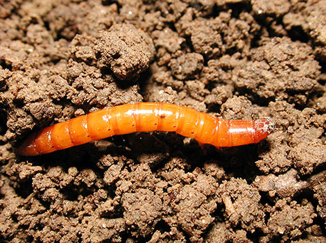 Wireworm larvae in soil with brown segmented body