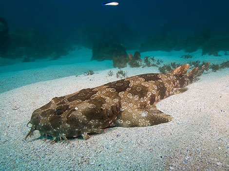 Wobbegong Shark resting on seabed with camouflaged body