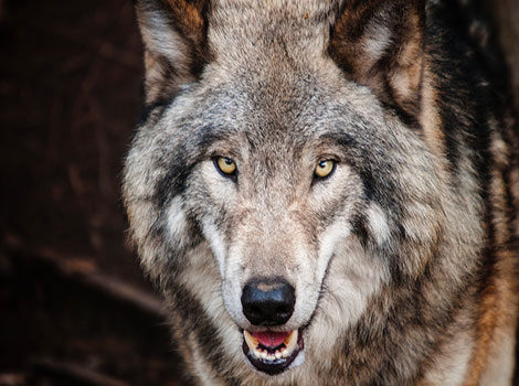 Wolf pack behavior and communication diagram