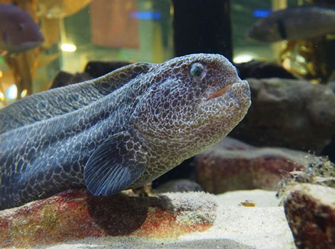 Wolf eel and underwater habitat