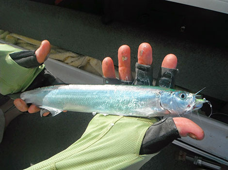 Wolf-Herring with elongated body and sharp teeth in ocean