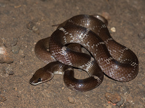 Wolf Snake moving through forest floor with dark patterned scales