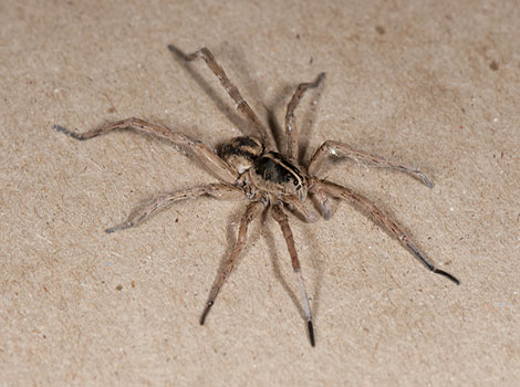 Wolf Spider in leaf litter with hairy legs and sharp fangs