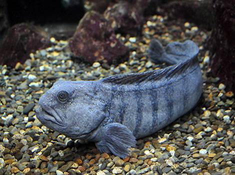 Wolffish and deep sea habitat