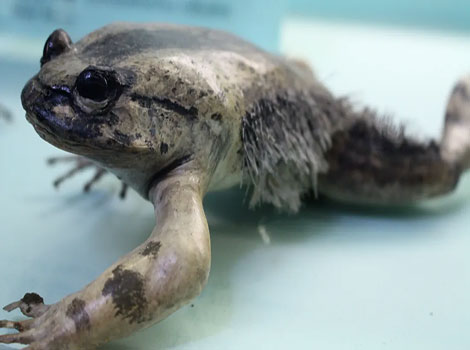 Wolverine frog showing claws