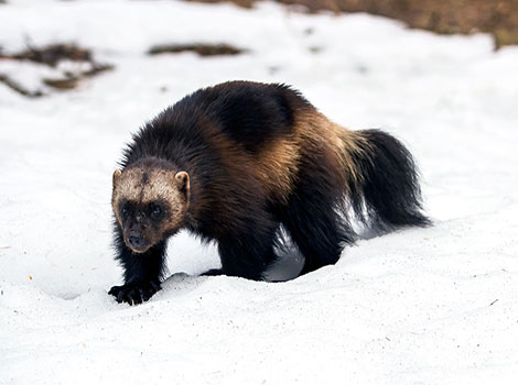 Wolverine species and territorial behavior