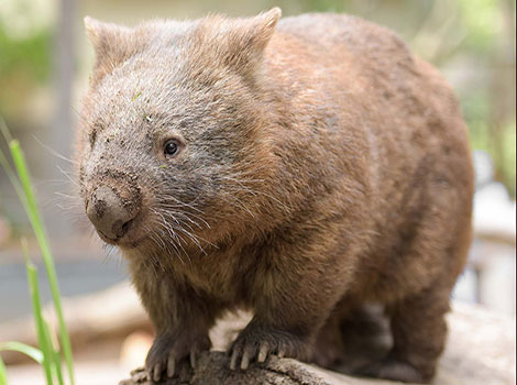 Wombat anatomy and habitat illustration