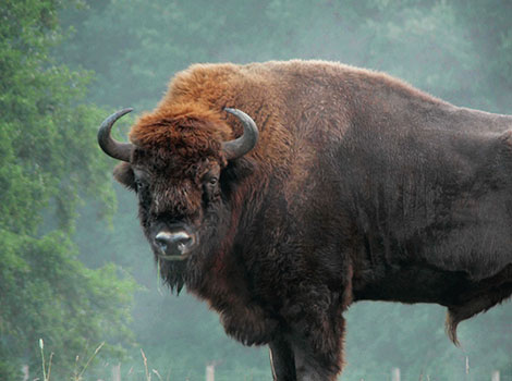 Wood Bison herd behavior and forest clearing environment