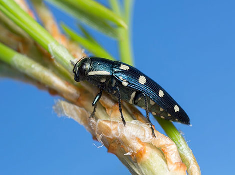 Wood-Boring Beetle on tree with metallic shell