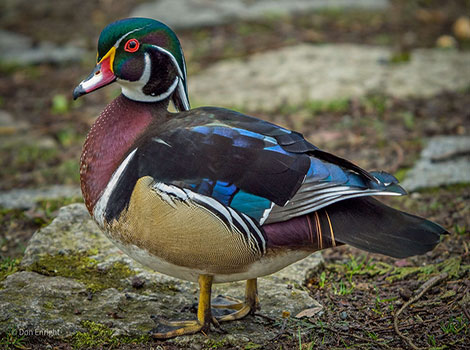 Wood Duck swimming in pond with colorful plumage
