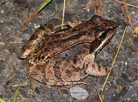 Wood frog in a natural habitat