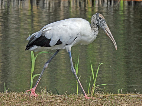 Wood stork in marshland with white plumage and black-tipped wings