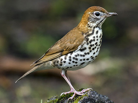 Wood Thrush standing on leaf litter with spotted belly