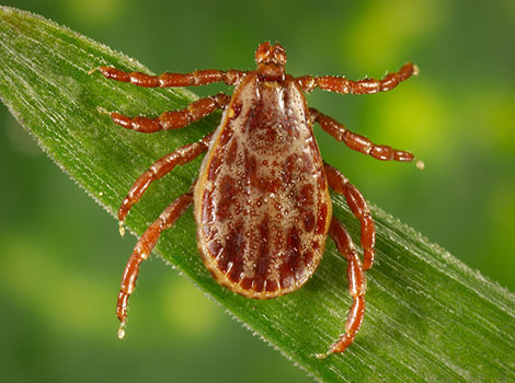 Wood Tick with gray patterned back on leaf