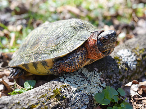 Wood Turtle near water with ridged shell and orange legs