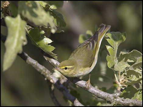 Wood Warbler bird and camouflage behavior