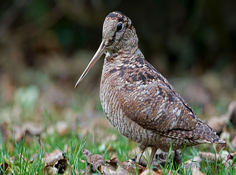 Woodcock feeding behavior and camouflage adaptation
