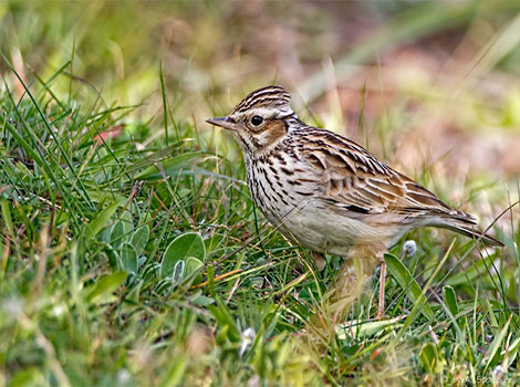 Woodlark habitat and flight behavior