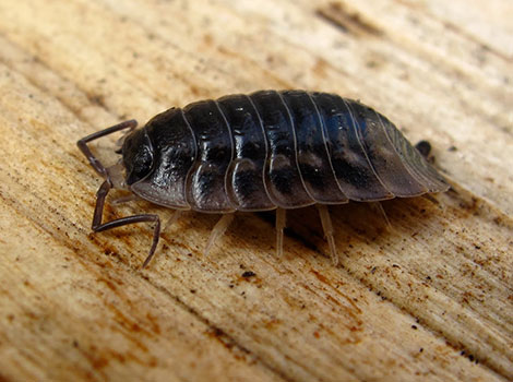Woodlouse rolled up in defense on moist soil