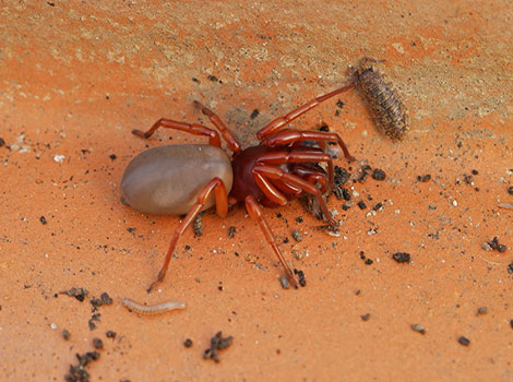 Woodlouse Spider with red head and large jaws