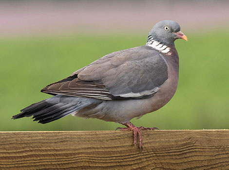 Woodpigeon anatomy and drinking behavior