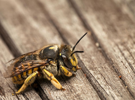 Wool Carder Bee hovering near flower with black and yellow body