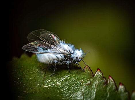Woolly Aphids on tree branch with cotton-like appearance