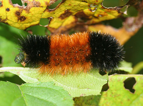 Woolly Bear Caterpillar with black and rust-colored bristles on leaf