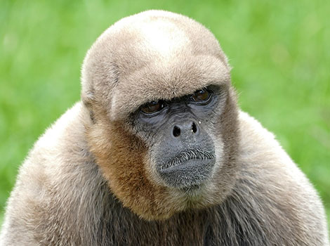 Woolly monkey in rainforest with long fur and playful behavior.