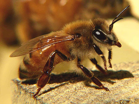 Worker bee and hive organization
