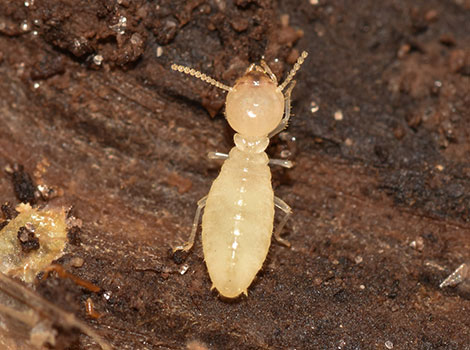 Worker Termite with soft white body and straight antennae