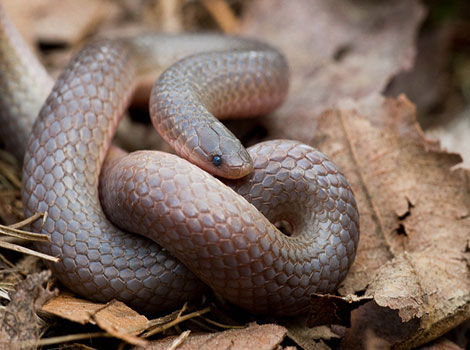 Worm snake and nocturnal behavior