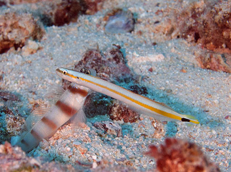 Wormfish species and marine habitat illustration