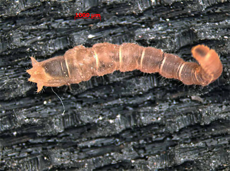 Wormlion camouflaged under sand with cone-shaped pit