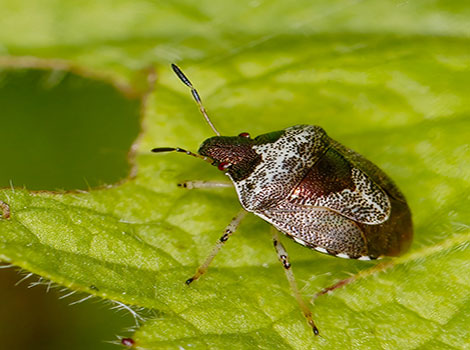 Woundwort Shieldbug with green and copper-colored body on leaf