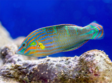 Wrasse Fish with colorful body and coral reef background