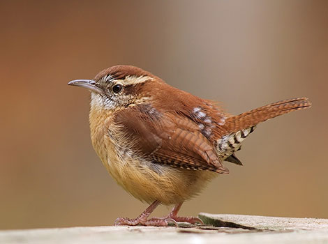 Wren songbird behavior and vocal display