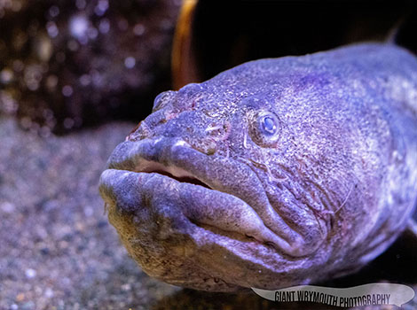 Wrymouth fish and burrow habitat in North Atlantic waters