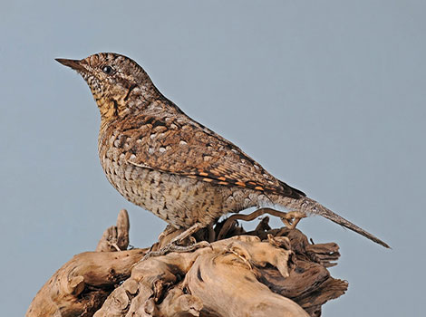 Wryneck bird behavior and defense display