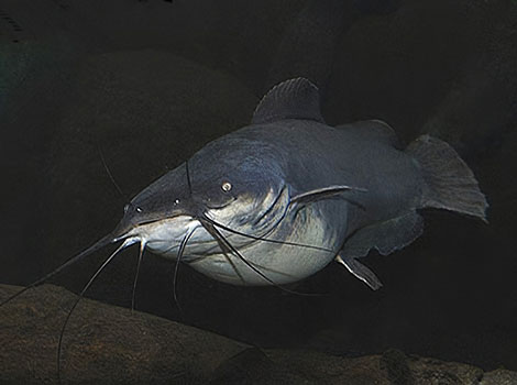 Wundu Sea Catfish on riverbed with long barbels