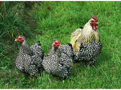 Wyandotte chicken anatomy and behavior illustration
