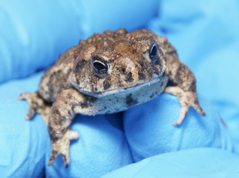Wyoming toad in wetland habitat