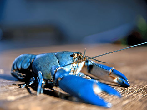 yabby and freshwater crustacean