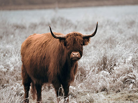 yak and high-altitude regions