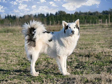 yakutian laika and sled dog