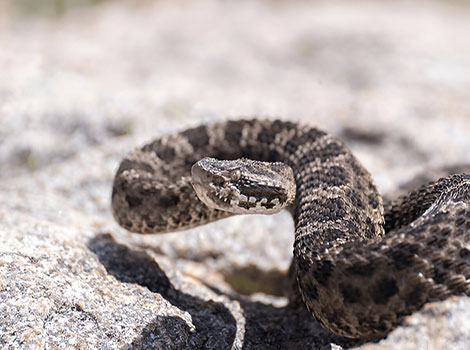 Yarara and venomous snake behavior in South American ecosystems