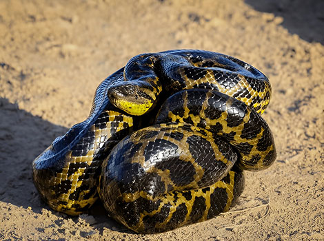 yellow anaconda and aquatic habitat illustration